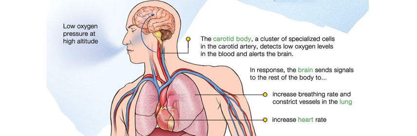 Oxygen in a cylinder for hypoxia